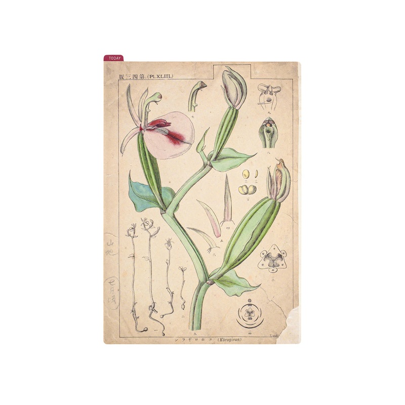 Hobonichi A5 Cousin Pencil Board - Tomitaro Makino (Tomitaro Makino)